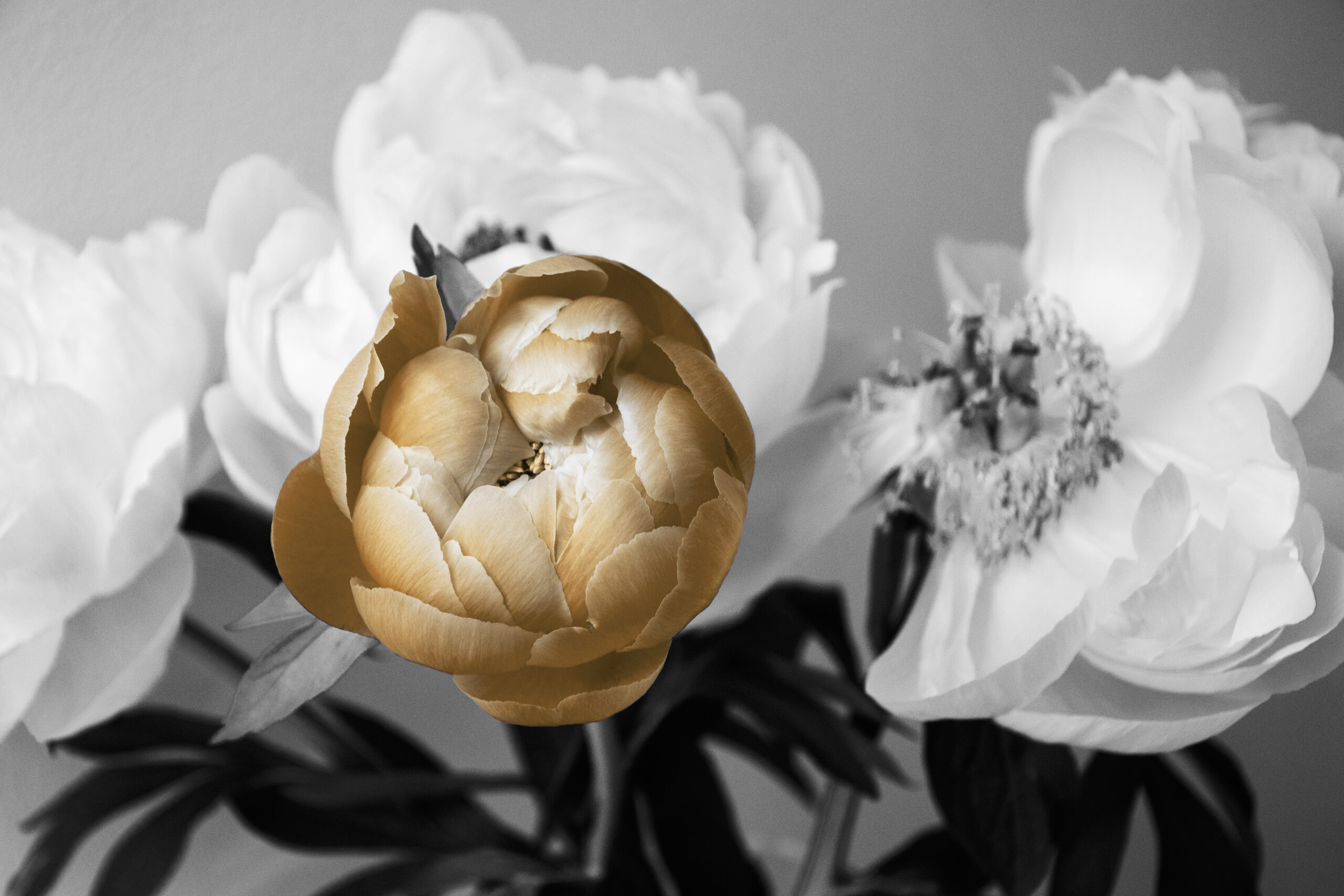 Roos_2026 Roos 2026 scaled